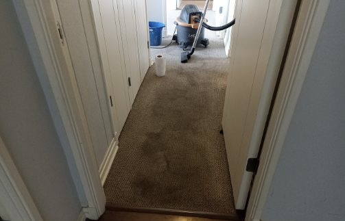 limpieza de alfombras